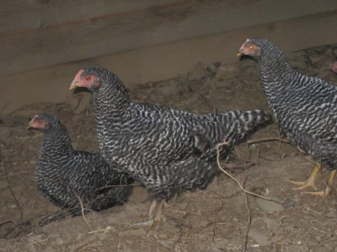 Our baby barred rock's aren't babies any more.....